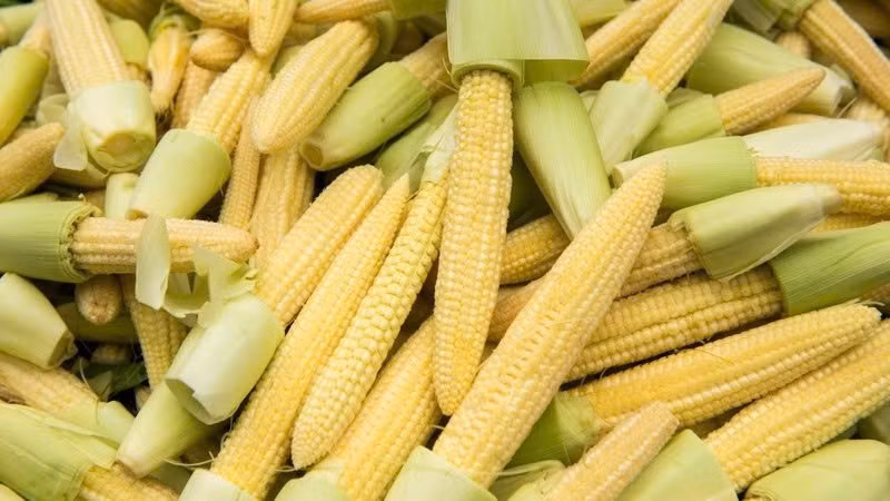 Trong 100g bắp non, thành phần dinh dưỡng ước tính gồm khoảng 25–30 kcal năng lượng, dưới 0,5g chất béo, 2–3g chất đạm, 4–6g carbohydrate, 1,5–3g chất xơ và chiếm tới 90–92% là nước. Bắp non còn chứa nhiều vitamin quan trọng như folate (B9), vitamin A (dạng carotenoid), vitamin C và các vitamin nhóm B (B1, B3). Ảnh minh hoạ