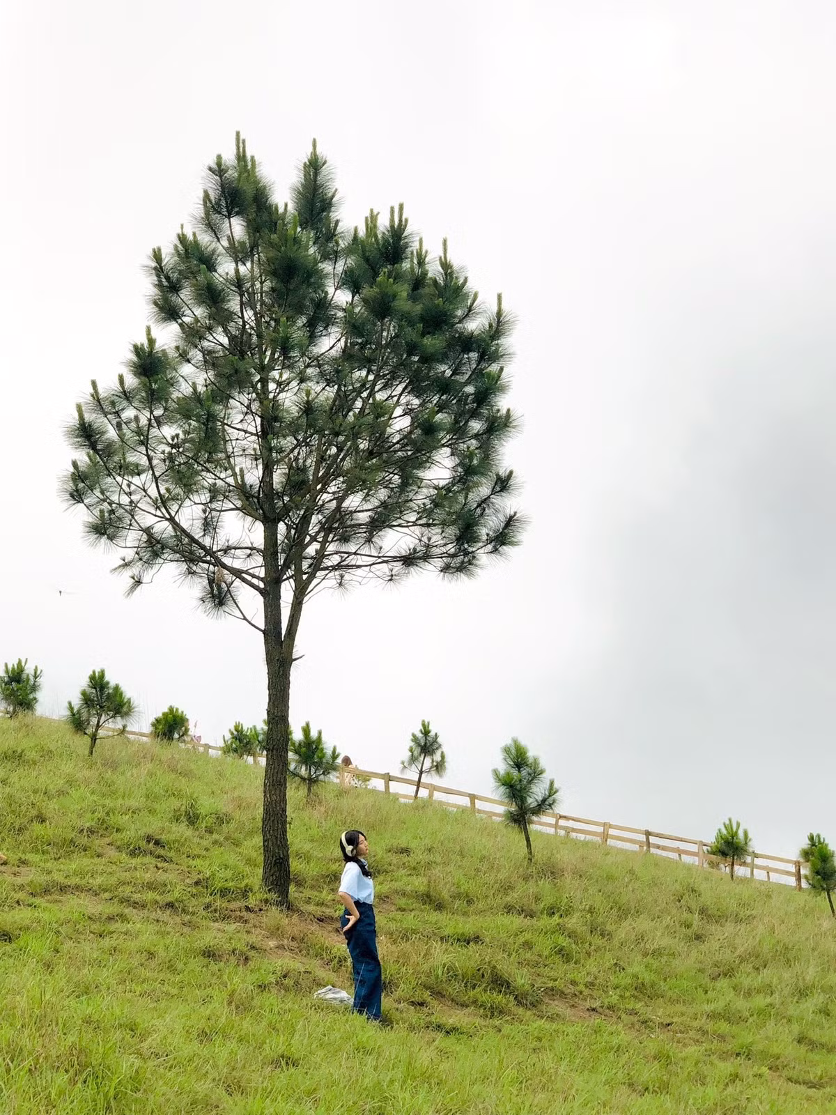 Thời điểm lý tưởng để đến đỉnh Phượng Hoàng là từ tháng 5 đến tháng 9 – khi thời tiết khô ráo, trời trong, rất dễ săn mây và tận hưởng khí trời mát dịu. Tuy nhiên, du khách nên tránh những ngày mưa vì đường núi có thể trơn trượt, khó di chuyển. Ảnh 2 con gián