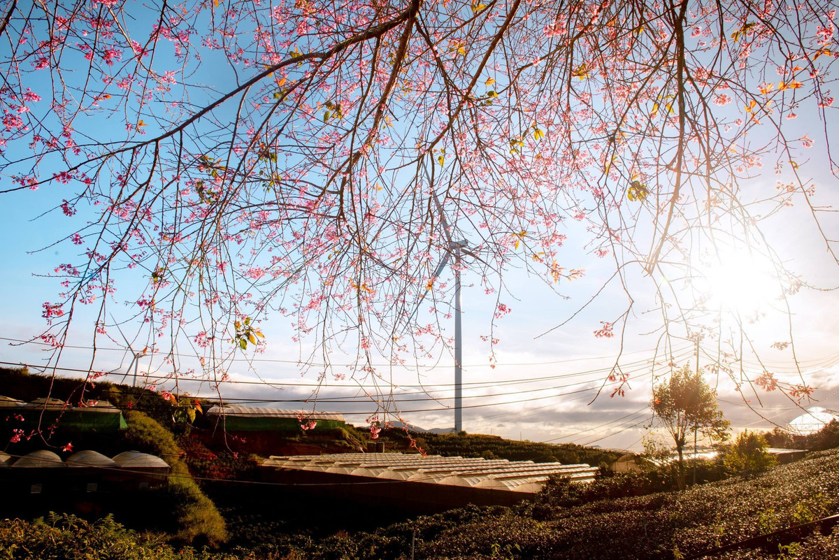 Tại khu vực Cầu Đất – nơi có độ cao và nền nhiệt thấp hơn trung tâm thành phố – những cây mai anh đào đầu mùa đã bung những chùm hoa đầu tiên.