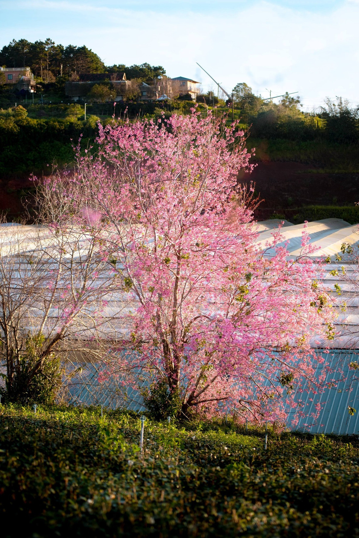 Thời điểm lý tưởng để ngắm hoa và chụp ảnh là buổi sáng sớm, khoảng từ 6–9 giờ, khi ánh nắng còn dịu nhẹ, sương chưa tan hết, giúp sắc hoa trở nên mềm mại và trong trẻo hơn. Trang phục sáng màu, đơn giản sẽ giúp nổi bật giữa không gian ngập tràn sắc hồng phớt của mai anh đào Đà Lạt.