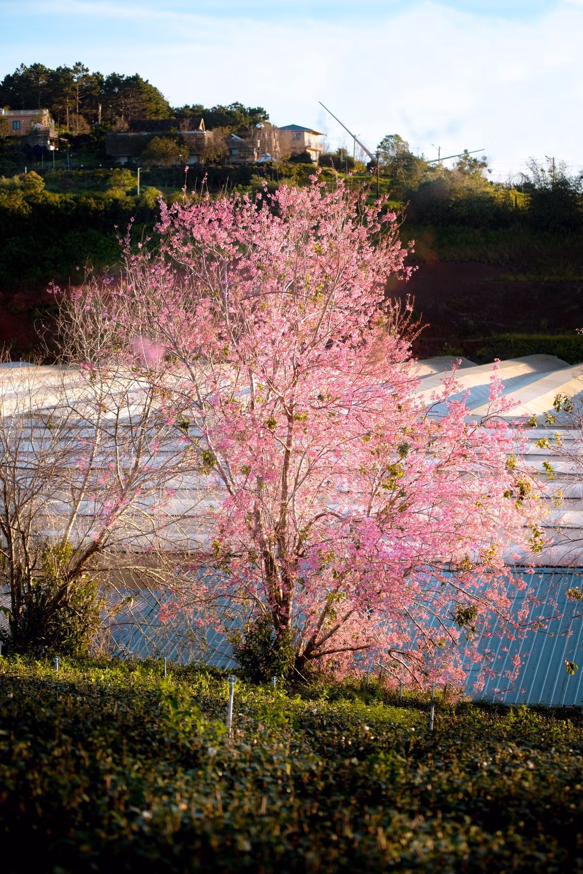 Thời điểm lý tưởng để ngắm hoa và chụp ảnh là buổi sáng sớm, khoảng từ 6–9 giờ, khi ánh nắng còn dịu nhẹ, sương chưa tan hết, giúp sắc hoa trở nên mềm mại và trong trẻo hơn. Trang phục sáng màu, đơn giản sẽ giúp nổi bật giữa không gian ngập tràn sắc hồng phớt của mai anh đào Đà Lạt.