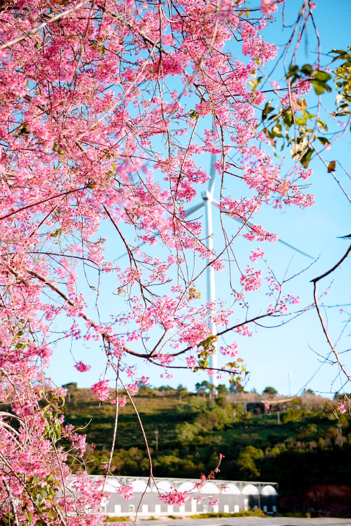 Mai anh đào được xem là loài hoa mang dấu ấn riêng của Đà Lạt. Hoa có năm cánh, dáng giống mai, nhưng thân cây lại gợi nhớ đến đào và mận.