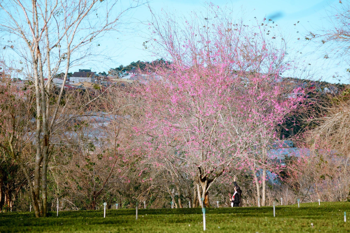 Theo quy luật tự nhiên, mai anh đào chỉ bung nở khi nền nhiệt giảm sâu và duy trì ổn định. Tuy nhiên, cánh hoa mỏng, nhẹ nên rất dễ bị ảnh hưởng bởi mưa lớn hoặc gió mạnh. Trong điều kiện thời tiết thuận lợi, mỗi đợt hoa có thể giữ sắc từ một tuần đến hơn mười ngày, trước khi rụng dần theo gió.