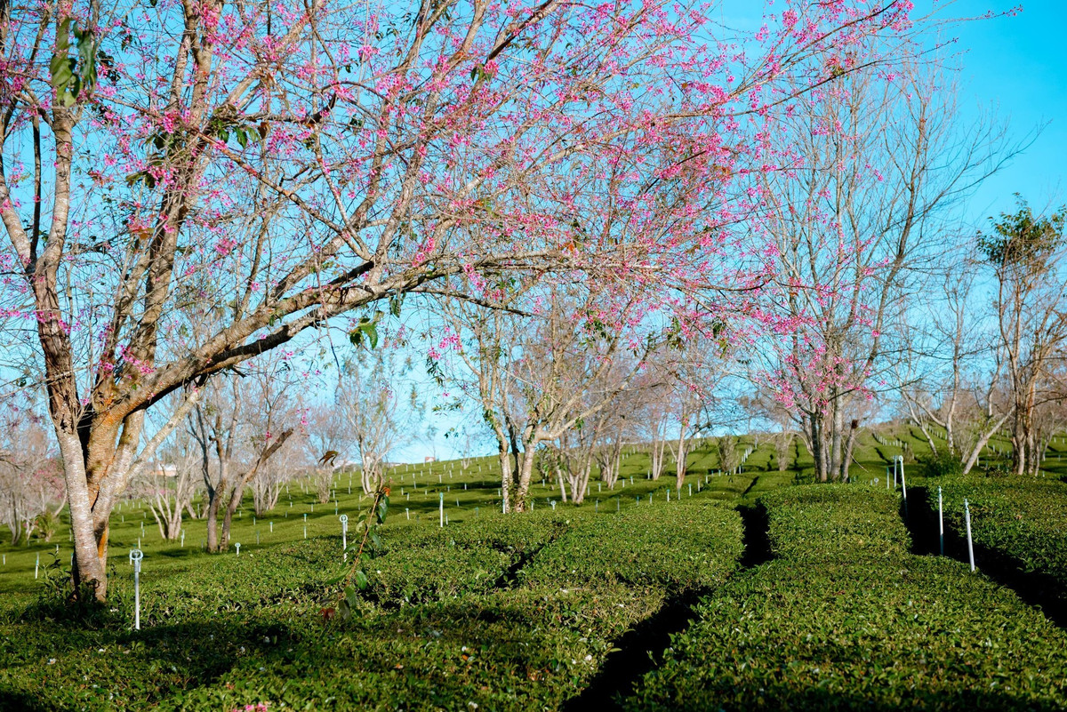 Thông thường, mùa mai anh đào ở Đà Lạt bắt đầu từ cuối tháng 1 và kéo dài đến hết tháng 3, rực rỡ nhất vào khoảng giữa tháng 2 – trùng với thời điểm mùa xuân và dịp Tết Nguyên đán.