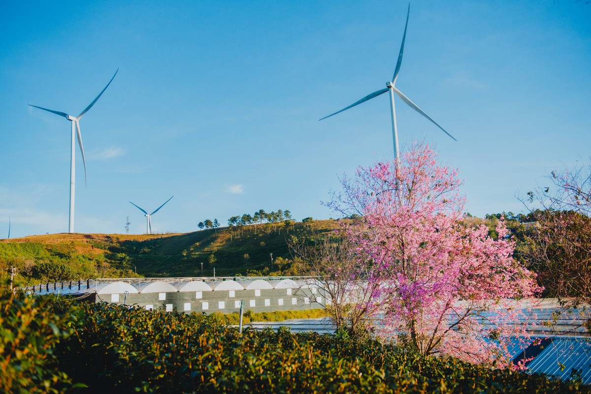 Tuy vậy, vào những năm thời tiết lạnh và khô kéo dài, hoa có thể nở sớm từ cuối tháng 12, mang đến cảm giác xuân về trước ngõ.