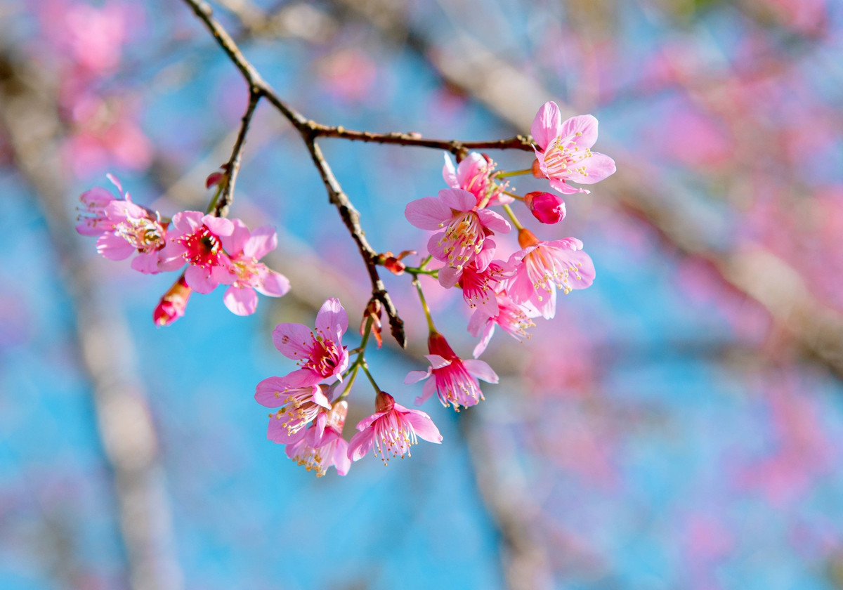 Loài cây này chỉ sinh trưởng tốt ở những vùng có độ cao trên 1.000 m so với mực nước biển, vì vậy rất phù hợp với khí hậu mát lạnh quanh năm của thành phố sương mù.