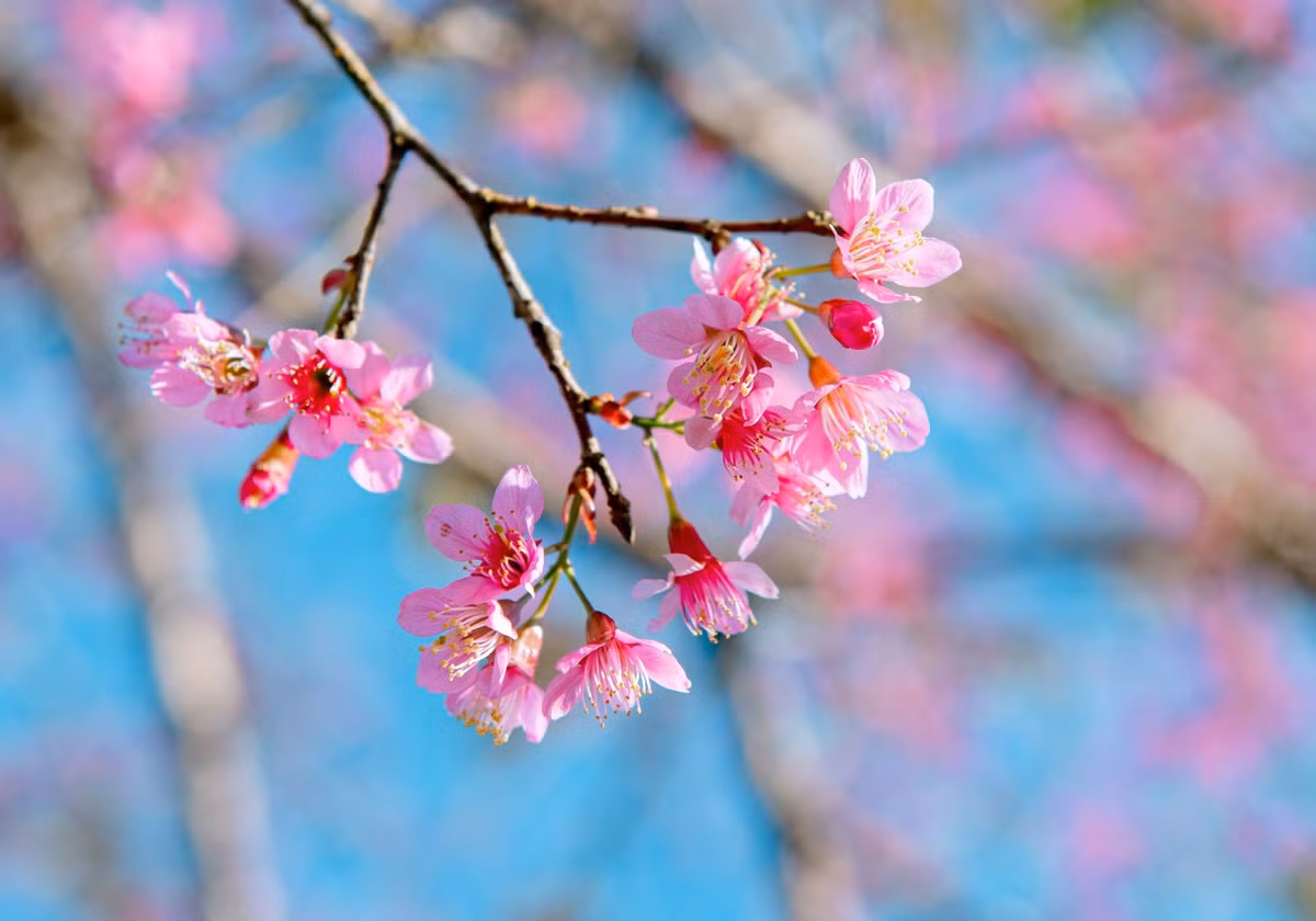 Loài cây này chỉ sinh trưởng tốt ở những vùng có độ cao trên 1.000 m so với mực nước biển, vì vậy rất phù hợp với khí hậu mát lạnh quanh năm của thành phố sương mù.