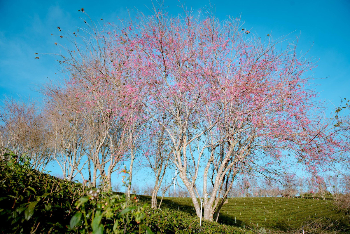 Khác với nhiều loài hoa nở đồng loạt, mai anh đào ở Đà Lạt thường bung hoa theo từng đợt. Có cây nở sớm, có cây còn đang chờ đủ lạnh để khoe sắc. Chính sự “đến hẹn không cùng lúc” ấy khiến mùa hoa kéo dài, đem lại cho du khách nhiều thời điểm khác nhau để thưởng ngoạn.