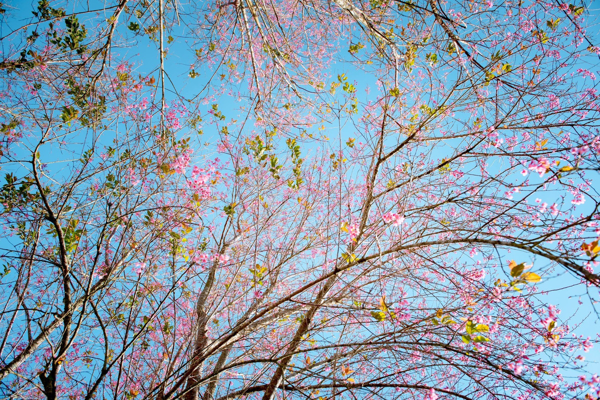 Dưới làn sương sớm và giữa biển chè xanh mướt, sắc hoa phớt hồng hiện lên nhẹ nhàng, tạo nên khung cảnh yên bình, rất đặc trưng của Đà Lạt mỗi độ xuân về.