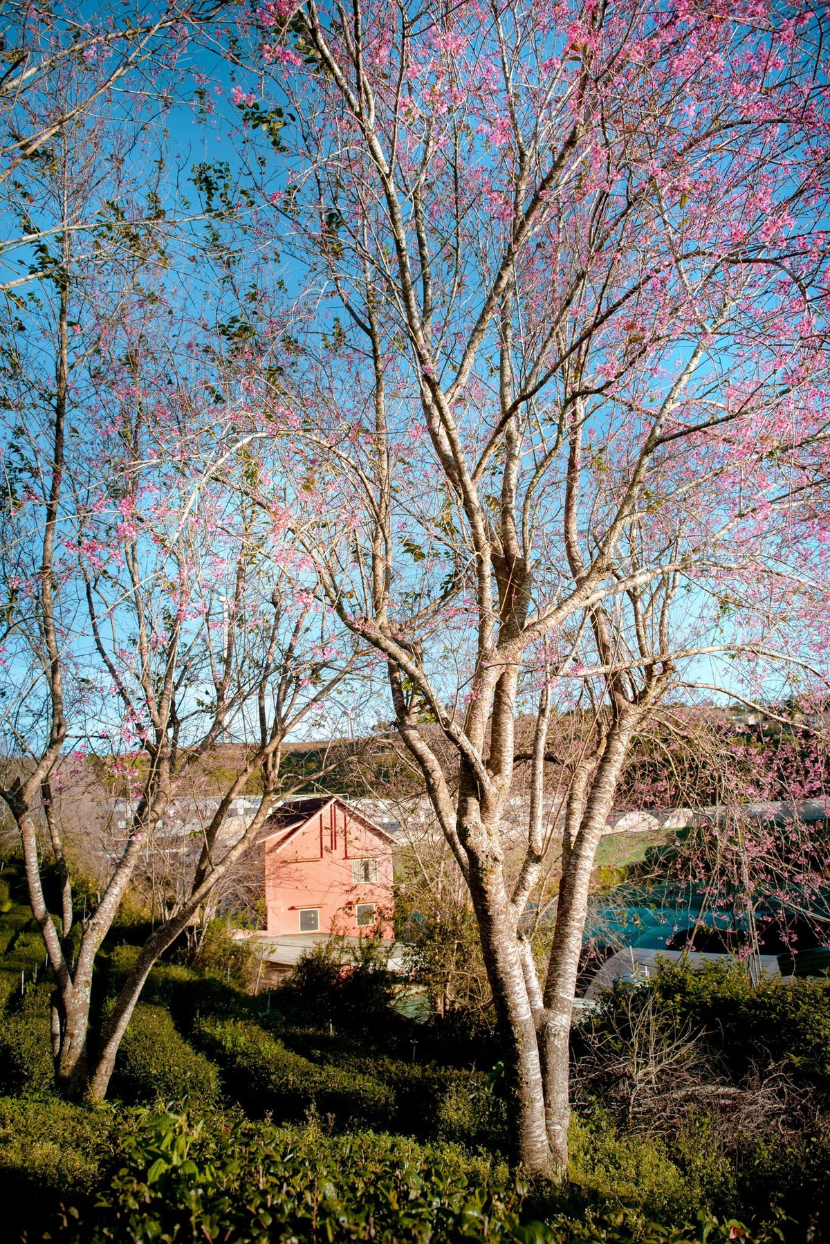 Để có những trải nghiệm trọn vẹn, du khách nên thường xuyên cập nhật tình hình hoa nở từ các kênh thông tin du lịch địa phương.