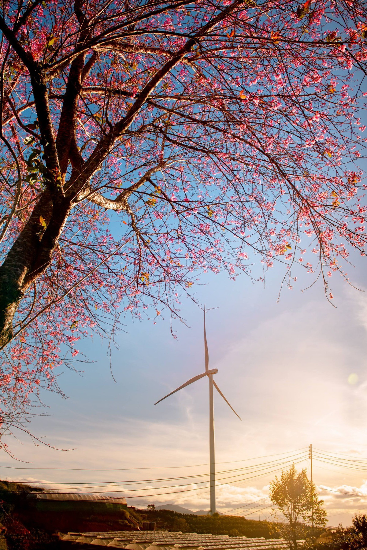 Khi bước vào chính vụ, sắc hồng dịu dàng của mai anh đào phủ kín nhiều cung đường, từ hồ Xuân Hương, hồ Tuyền Lâm đến dốc Đa Quý, đèo Prenn, tạo nên những khung cảnh mùa xuân đặc trưng, trở thành “đặc sản thị giác” níu chân du khách mỗi dịp đầu năm.