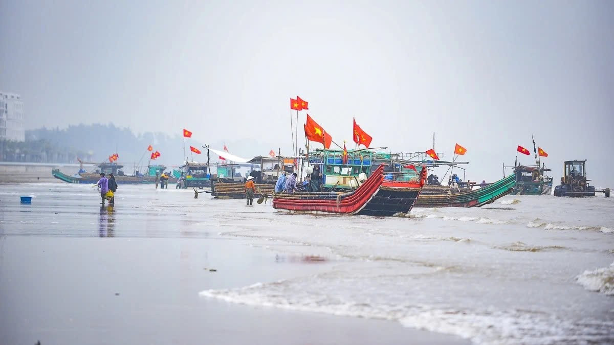 Những ngày này, tại các vùng bãi ngang ven biển Thanh Hóa, ngư dân tất bật ra khơi vớt sứa loài hải sản mang lại nguồn thu đáng kể trong những tháng đầu năm. Ảnh Báo Thanh Hóa