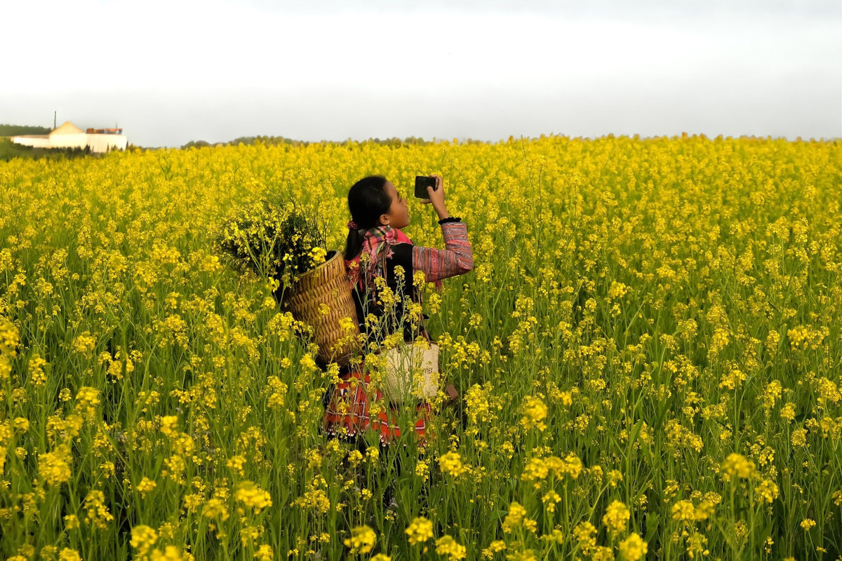 Không rực rỡ hay cầu kỳ, hoa cải vàng ở Mộc Châu gây ấn tượng bởi vẻ đẹp mộc mạc, gần gũi. Trong nền trời xám nhạt và tiết trời se lạnh của mùa đông, sắc vàng của hoa nổi bật vừa đủ, tạo cảm giác ấm áp, bình yên. Ảnh Lỏi Farm