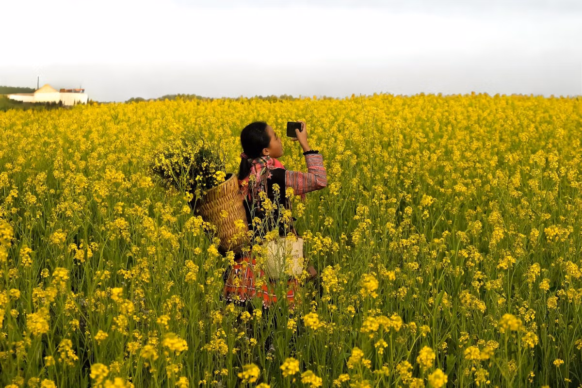 Không rực rỡ hay cầu kỳ, hoa cải vàng ở Mộc Châu gây ấn tượng bởi vẻ đẹp mộc mạc, gần gũi. Trong nền trời xám nhạt và tiết trời se lạnh của mùa đông, sắc vàng của hoa nổi bật vừa đủ, tạo cảm giác ấm áp, bình yên. Ảnh Lỏi Farm