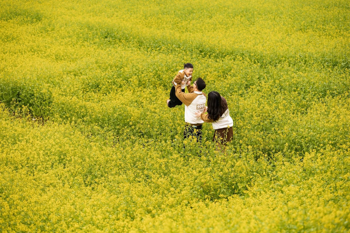 Giữa mùa đông, cao nguyên Mộc Châu (Sơn La) xuất hiện những mảng vàng dịu nhẹ của hoa cải, tạo nên điểm nhấn nổi bật giữa không gian núi rừng trầm lắng. Ảnh Lỏi Farm