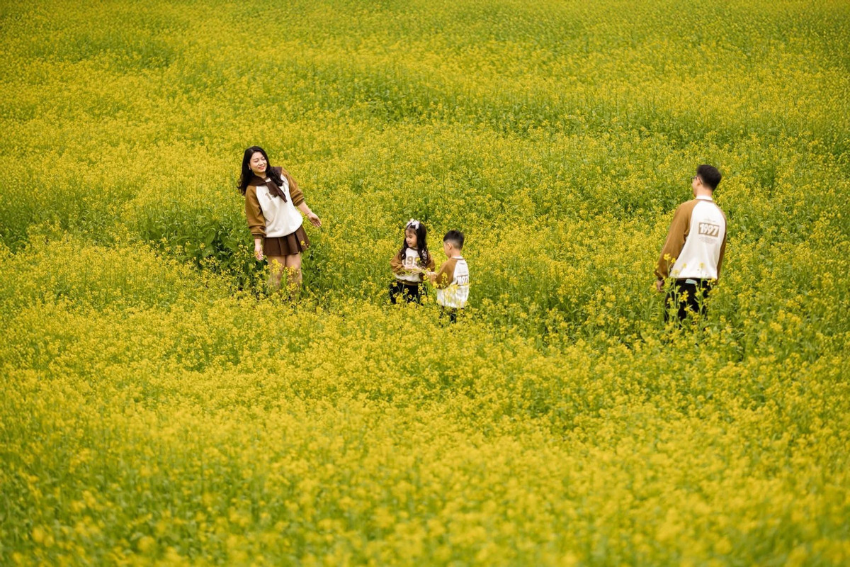 Sắc hoa nở sớm không chỉ làm mềm đi cái lạnh vùng cao mà còn mang đến khung cảnh nên thơ, khiến nhiều du khách liên tưởng đến những cánh đồng hoa mùa lạnh trên đảo Jeju (Hàn Quốc). Ảnh Lỏi Farm