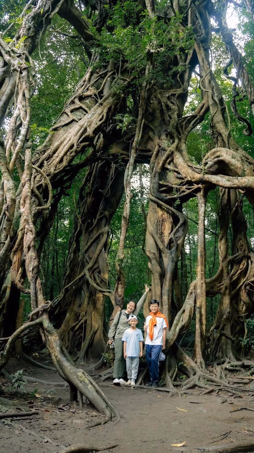 Cây Đa Lộc Giao cũng là một tọa độ sống ảo huyền bí giữa rừng già. Tán lá rộng, các nhánh rễ phụ đan xen bám chặt xuống mặt đất tạo ra không gian trầm mặc và ấn tượng. Ảnh DulichNamCatTien