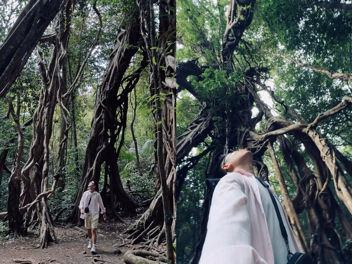 Đây là địa điểm được nhiều du khách lựa chọn để ghi lại những bức ảnh mang đậm hơi thở đại ngàn. Ảnh haidanghaydi