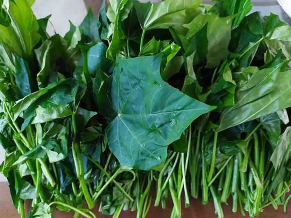 Rau mì chính thuộc dạng cây bụi, có thể sống nhiều năm. Nếu để phát triển tự nhiên, cây có thể cao tới vài mét; còn khi được cắt tỉa thường xuyên, cây giữ chiều cao vừa phải, dễ thu hoạch. Lá có màu xanh đậm, bóng, hình dáng gần giống lá đu đủ nhưng nhỏ hơn, trong khi phần thân non mềm, dễ bẻ. Ảnh Internet