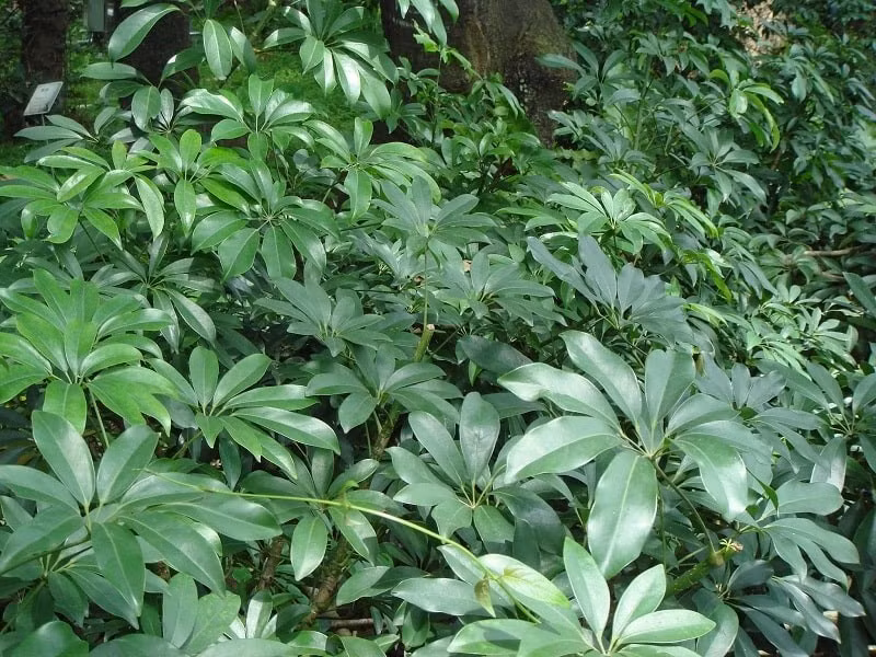 Giữa núi rừng Tây Thanh Hóa, canh lá đắng luôn là món ăn làm du khách nhớ mãi. Vị đắng nơi đầu lưỡi, khi tan dần lại nhường chỗ cho hậu vị ngọt thanh, khiến bất cứ ai từng nếm thử đều bất ngờ và mê mẩn. Ảnh Internet