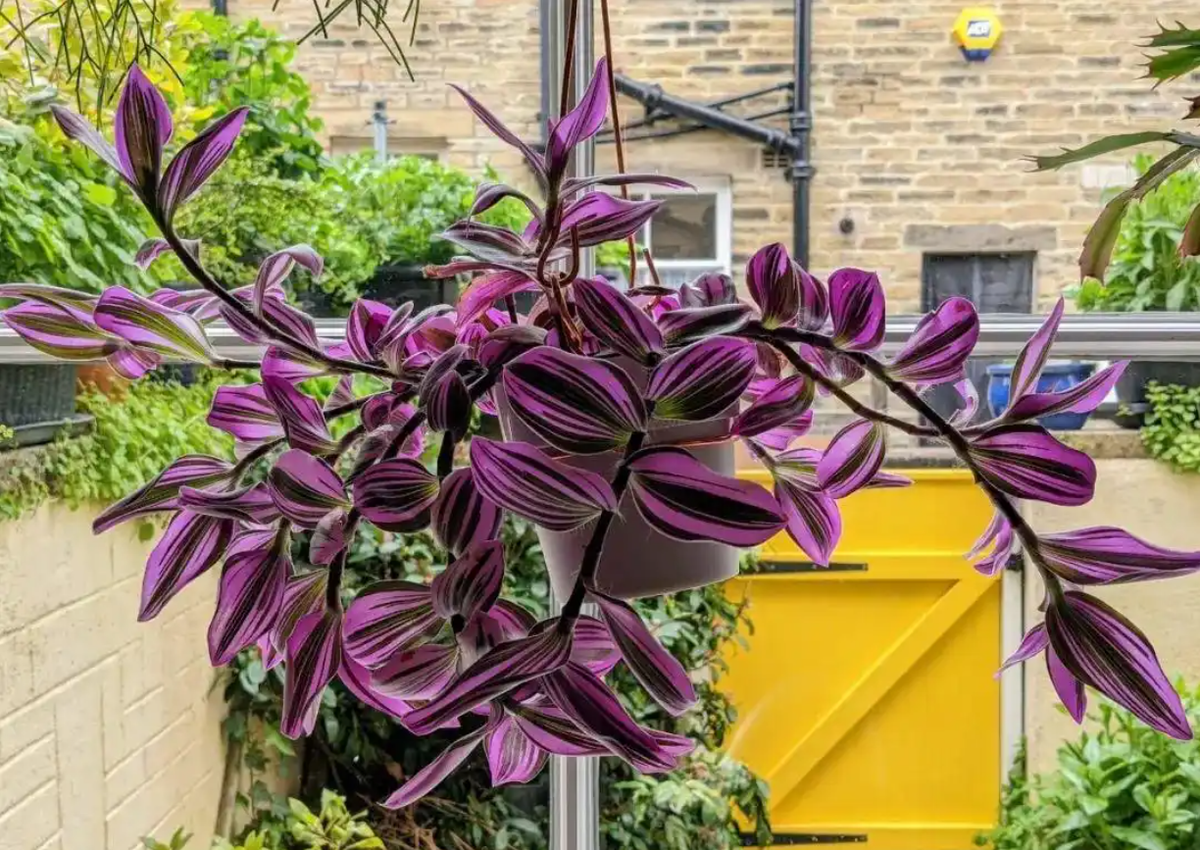 Bên cạnh giá trị trang trí, nhiều người còn yêu thích thài lài hồng vì ý nghĩa phong thủy gắn với màu sắc của cây. Gam hồng thường tượng trưng cho sự ấm áp và gắn kết, trong khi sắc tím được cho là đại diện cho sự ổn định và thịnh vượng. Sự hòa trộn của hai màu này trên cùng tán lá được xem như mang lại nguồn năng lượng hài hòa cho không gian sống. Ảnh Baidu