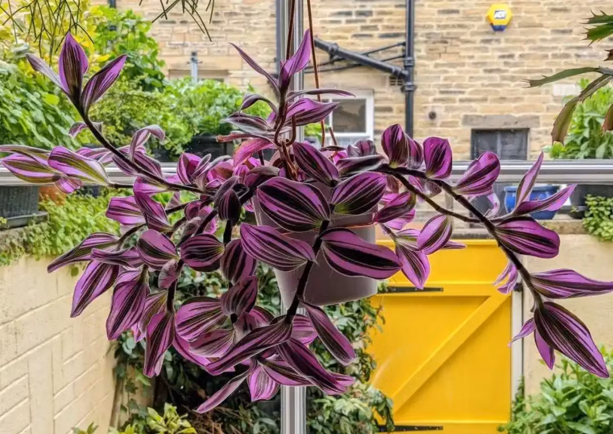 Bên cạnh giá trị trang trí, nhiều người còn yêu thích thài lài hồng vì ý nghĩa phong thủy gắn với màu sắc của cây. Gam hồng thường tượng trưng cho sự ấm áp và gắn kết, trong khi sắc tím được cho là đại diện cho sự ổn định và thịnh vượng. Sự hòa trộn của hai màu này trên cùng tán lá được xem như mang lại nguồn năng lượng hài hòa cho không gian sống. Ảnh Baidu