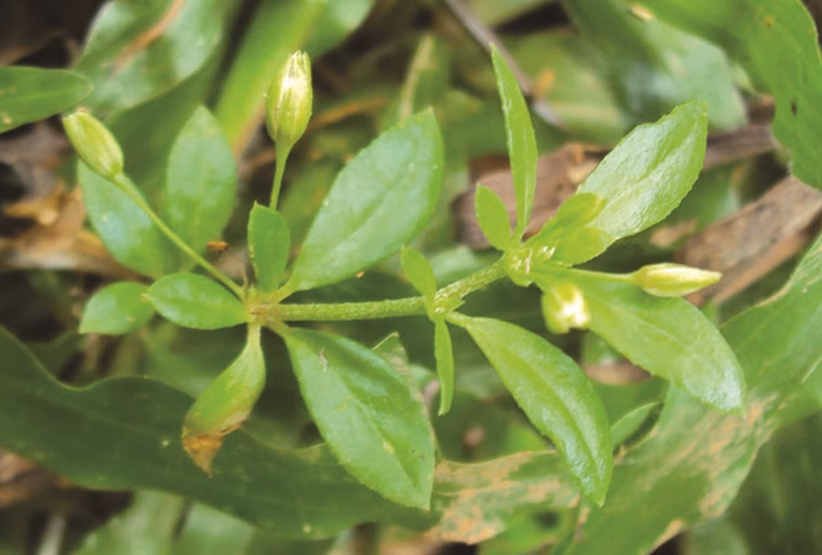 Gallery - Loại rau từng bị chê nay có giá 90.000 đồng/kg, vẫn được săn lùng | Báo Tri thức và Cuộc sống - TIN TỨC PHỔ BIẾN KIẾN THỨC 24H