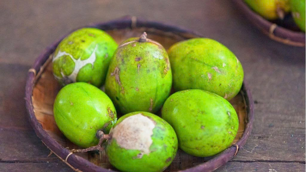 Đối với người mắc tiểu đường, quả cóc là lựa chọn lý tưởng nhờ lượng đường tự nhiên sucrose, vừa ngon vừa tốt cho sức khỏe. Đồng thời, quả cóc còn chứa long đàm tự nhiên, giúp giảm ho, còn vỏ cây sấu tầu được dân gian dùng sắc lấy nước hỗ trợ chữa tiêu chảy. Ảnh minh họa