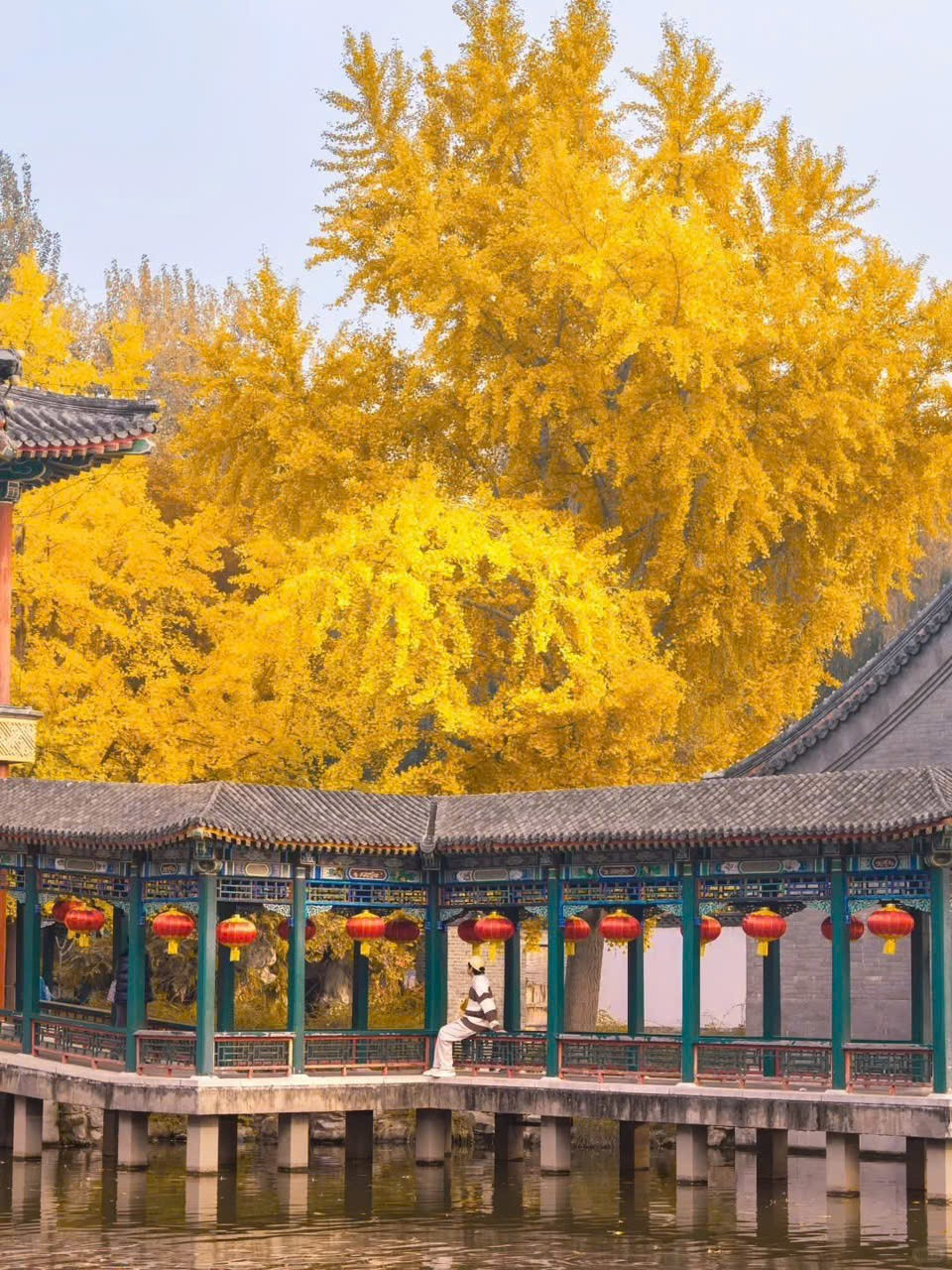 View - 'Săn' mùa thu vàng ở Bắc Kinh, chọn tour nào để trọn vẹn hành trình? | Báo Tri thức và Cuộc sống - TIN TỨC PHỔ BIẾN KIẾN THỨC 24H