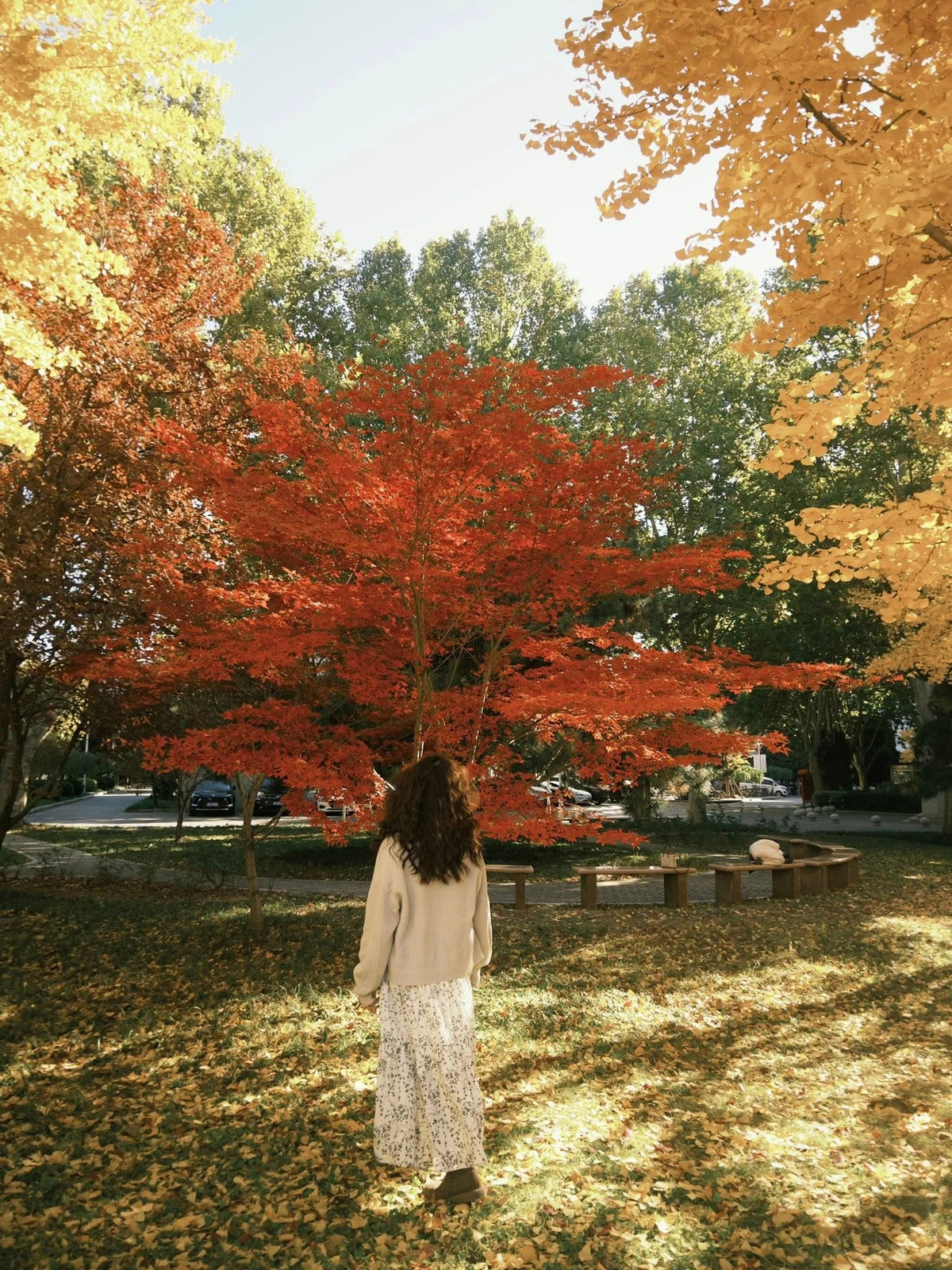 View - 'Săn' mùa thu vàng ở Bắc Kinh, chọn tour nào để trọn vẹn hành trình? | Báo Tri thức và Cuộc sống - TIN TỨC PHỔ BIẾN KIẾN THỨC 24H