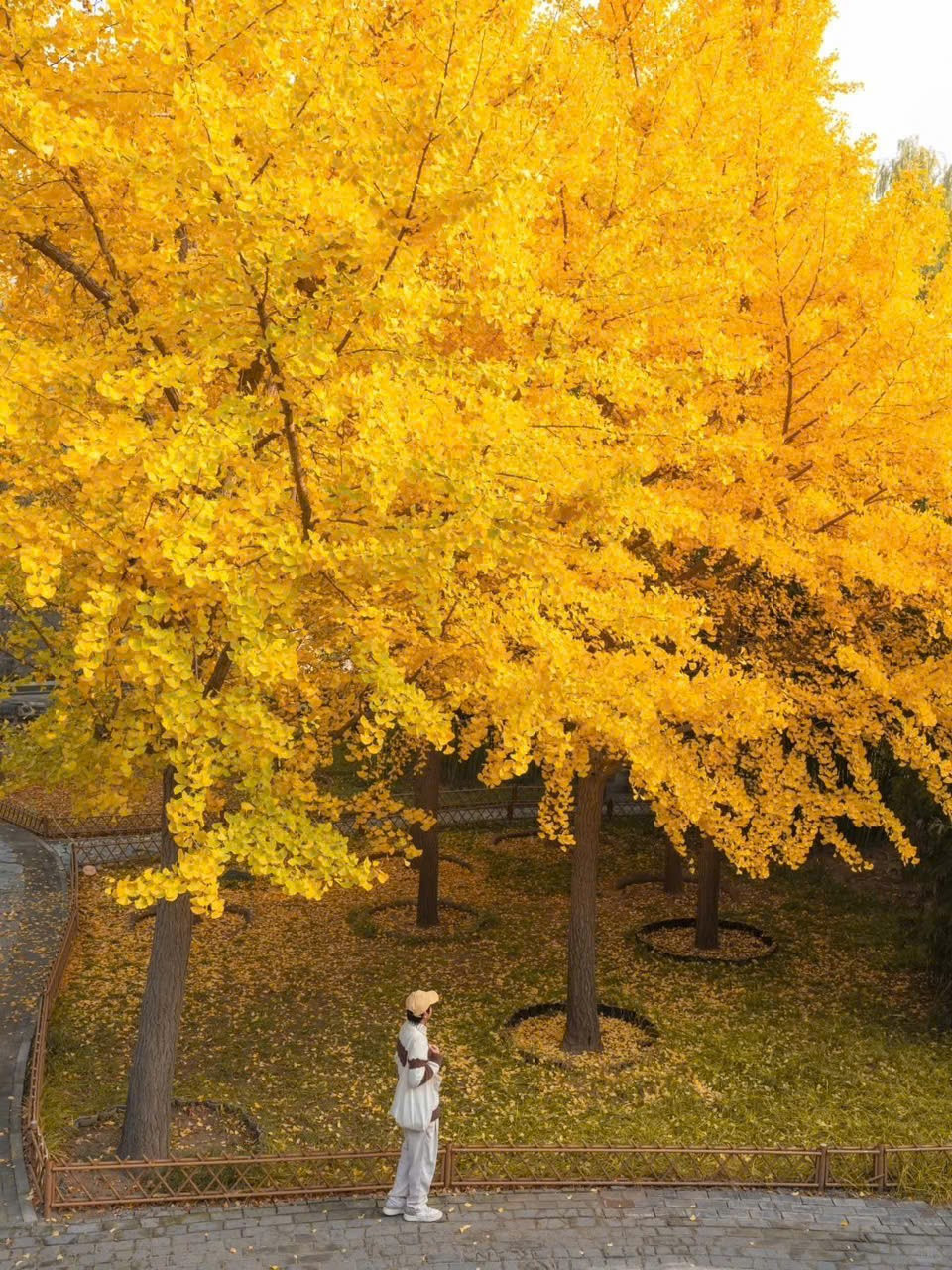 View - 'Săn' mùa thu vàng ở Bắc Kinh, chọn tour nào để trọn vẹn hành trình? | Báo Tri thức và Cuộc sống - TIN TỨC PHỔ BIẾN KIẾN THỨC 24H