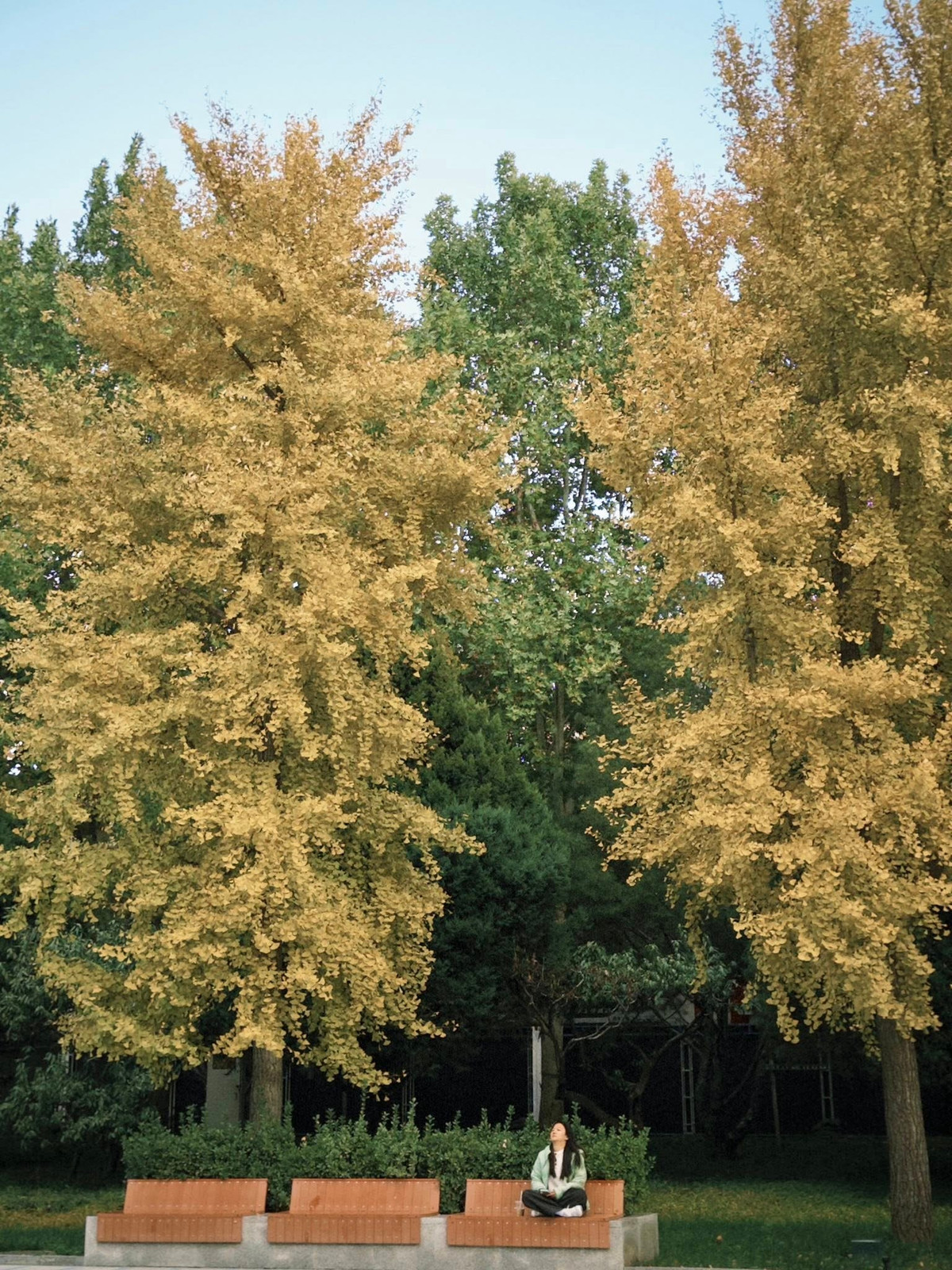 View - 'Săn' mùa thu vàng ở Bắc Kinh, chọn tour nào để trọn vẹn hành trình? | Báo Tri thức và Cuộc sống - TIN TỨC PHỔ BIẾN KIẾN THỨC 24H