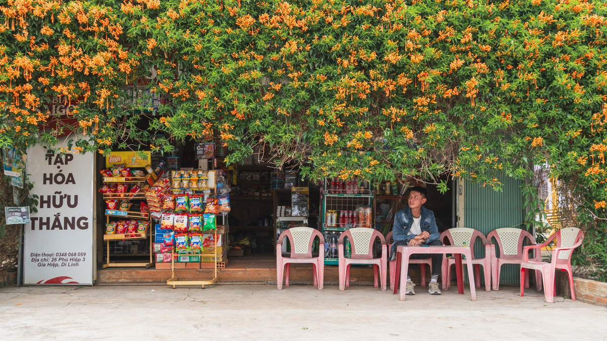 Nếu có dịp đi qua Quốc lộ 20 vào mùa hoa nở, du khách có thể ghé lại tiệm tạp hóa này để chụp ảnh, nghỉ chân ngắn. Tuy nhiên, nên giữ ý thức lịch sự, không bẻ hoa, không làm ảnh hưởng đến sinh hoạt của gia đình chủ nhà. Ảnh Nguyễn Vinh