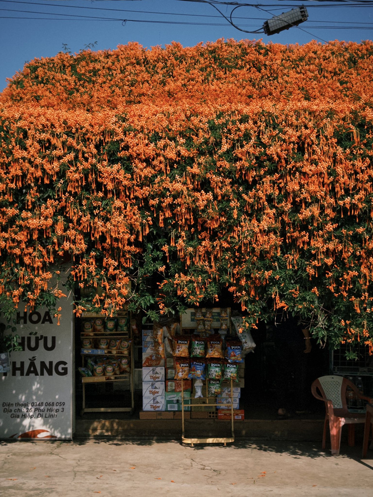 Điểm đặc biệt của loài hoa này là các chùm hoa mọc dày từ gốc, thân đến cành, tạo thành từng mảng lớn, khi nở rộ sẽ phủ kín cả giàn. Hoa chùm ớt thường nở từ tháng 1 đến tháng 4, đúng thời điểm cao nguyên bước vào mùa khô, nắng đẹp, rất thuận lợi cho du khách tham quan và chụp ảnh. Ảnh Nè He Đà Lạt