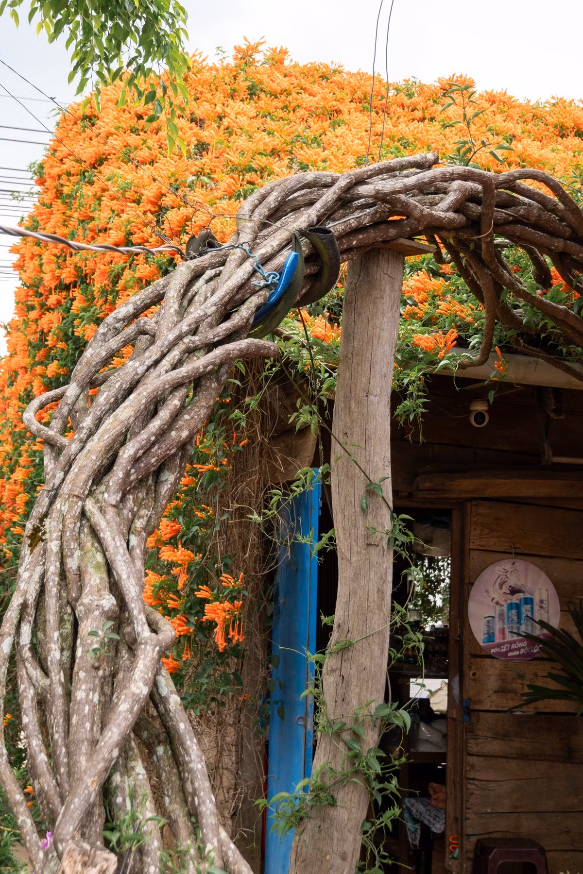 Giàn hoa chùm ớt cổ thụ phủ kín mặt tiền, đổ xuống thành từng lớp dày, tạo thành một “mái hoa” tự nhiên nổi bật giữa nền trời xanh cao nguyên. Ảnh Nguyễn Vinh