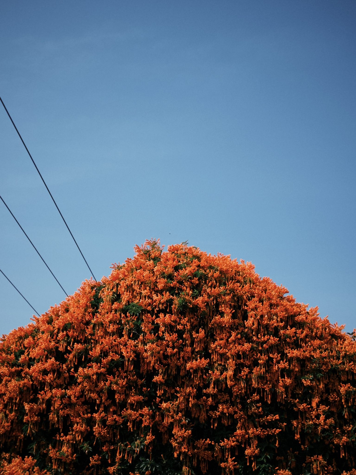 Khung cảnh càng thêm sinh động với những chiếc ghế nhựa cũ, quầy hàng tạp hóa giản dị phía sau màn hoa, hay hình ảnh người dân địa phương thong thả dừng xe trò chuyện – tất cả tạo nên một bức tranh đời sống rất “Di Linh”, rất cao nguyên. Ảnh Nè He Đà Lạt