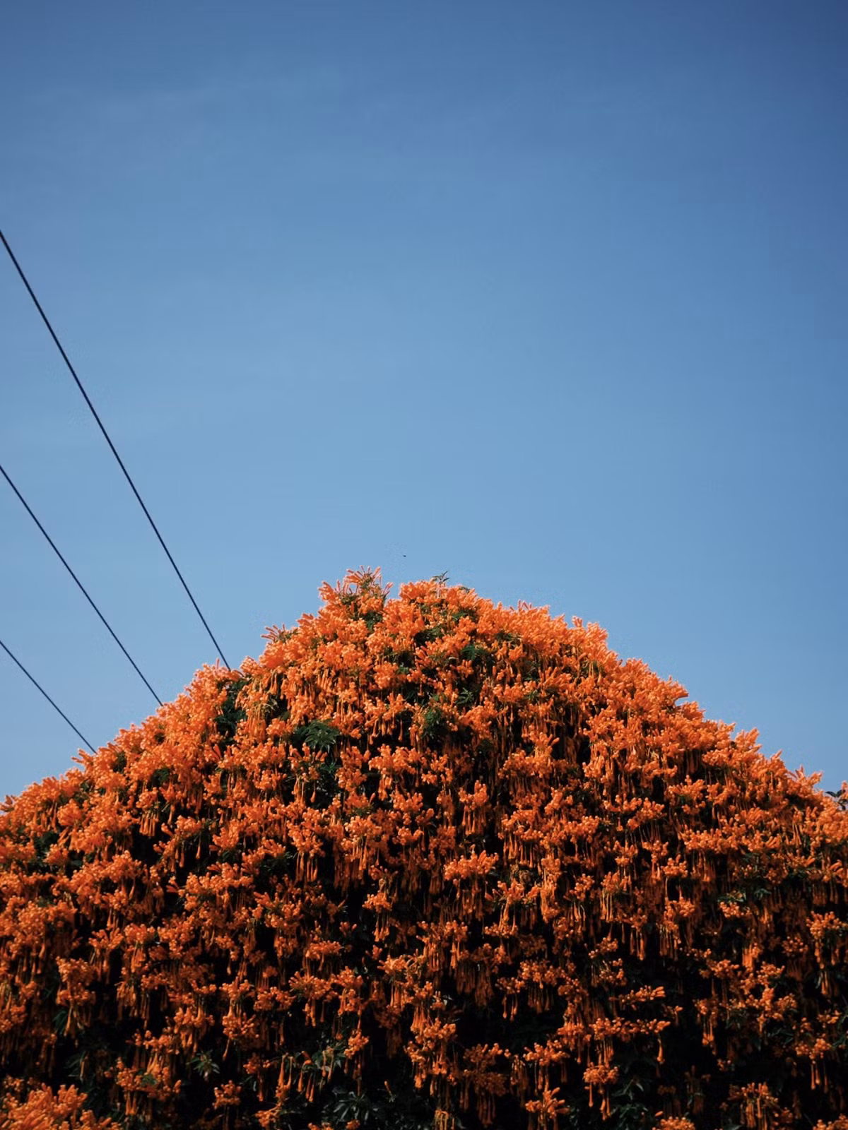 Khung cảnh càng thêm sinh động với những chiếc ghế nhựa cũ, quầy hàng tạp hóa giản dị phía sau màn hoa, hay hình ảnh người dân địa phương thong thả dừng xe trò chuyện – tất cả tạo nên một bức tranh đời sống rất “Di Linh”, rất cao nguyên. Ảnh Nè He Đà Lạt