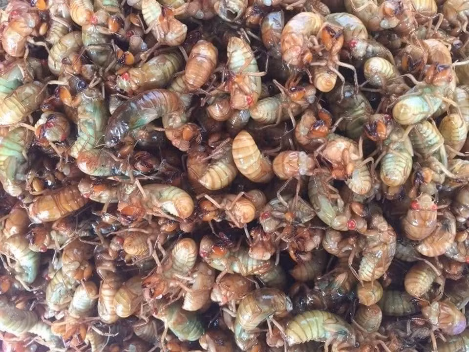 Thế nhưng, ít ai ngờ rằng chính loài côn trùng gắn liền với tiếng ve râm ran ấy lại là một đặc sản độc đáo ở vùng Tây Bắc, được không ít thực khách săn lùng. Ảnh Internet