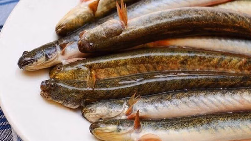 Với vị ngọt mặn, tính bình, cá kèo từ lâu đã được y học cổ truyền sử dụng như một vị thuốc quý, giúp kiện tỳ hóa đàm, dưỡng can thận, thông huyết mạch, lợi thủy, an thai và lợi sữa. Việc thêm cá kèo vào thực đơn không chỉ làm phong phú bữa ăn mà còn là cách chăm sóc sức khỏe hiệu quả, phù hợp cho mọi lứa tuổi. Ảnh minh hoạ