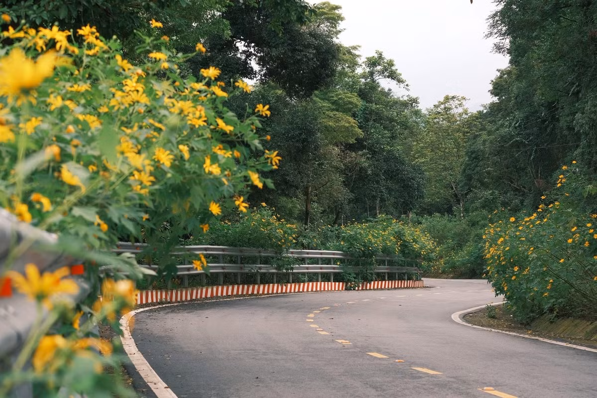 Không chỉ ngắm hoa, hành trình khám phá Ba Vì mùa này còn mang đến nhiều trải nghiệm thú vị. Du khách có thể kết hợp cắm trại qua đêm tại những khu vực được phép dựng lều bên trong vườn quốc gia, tận hưởng không khí se lạnh và không gian yên bình giữa rừng núi. Ảnh Nguyễn Thuỳ Dương