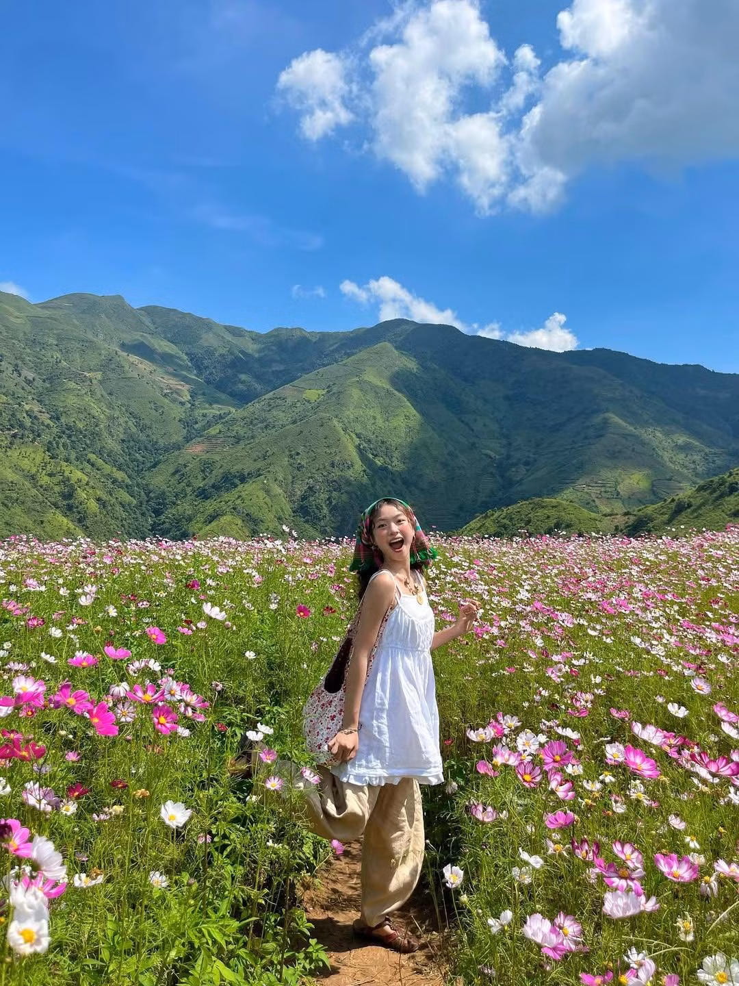 Hoa cánh bướm, còn được biết đến với các tên gọi như cúc sao nhái, hoa sao nhái, cúc chuồn hay hoa chuồn chuồn, vốn nổi bật bởi vẻ mỏng manh và dễ trồng. Ảnh Ngô Thị Hồng Nhung