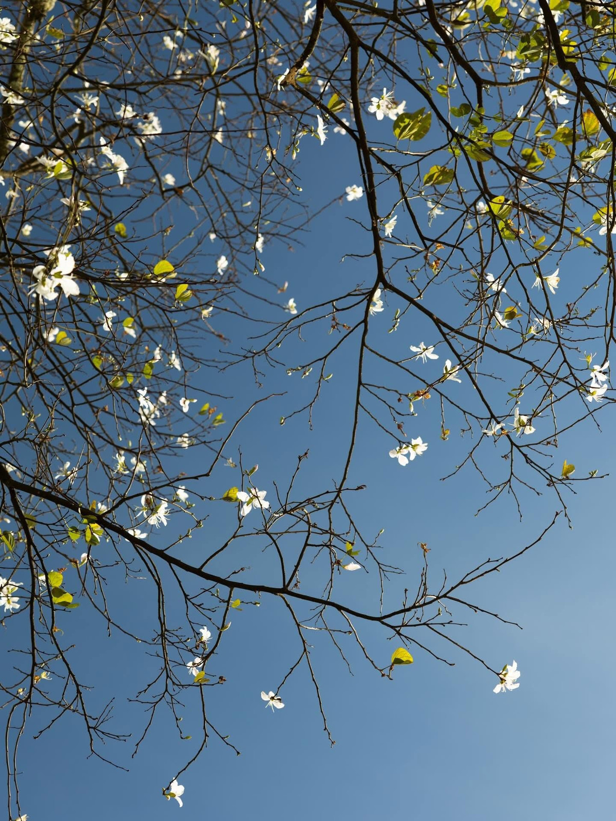 Không giống nhiều mùa hoa khác ở Đà Lạt, hoa ban trắng không nở rộ trên diện rộng. Loài hoa này chỉ tập trung ở một vài tuyến đường trung tâm, vì thế mỗi mùa ban về đều mang cảm giác lặng lẽ, nhẹ nhàng. Du khách không cần tìm đến những điểm xa xôi, chỉ cần tản bộ hoặc chạy xe chậm qua phố là đã có thể bắt gặp sắc trắng tinh khôi ấy. Ảnh Đàng Thiện Thanh Tài