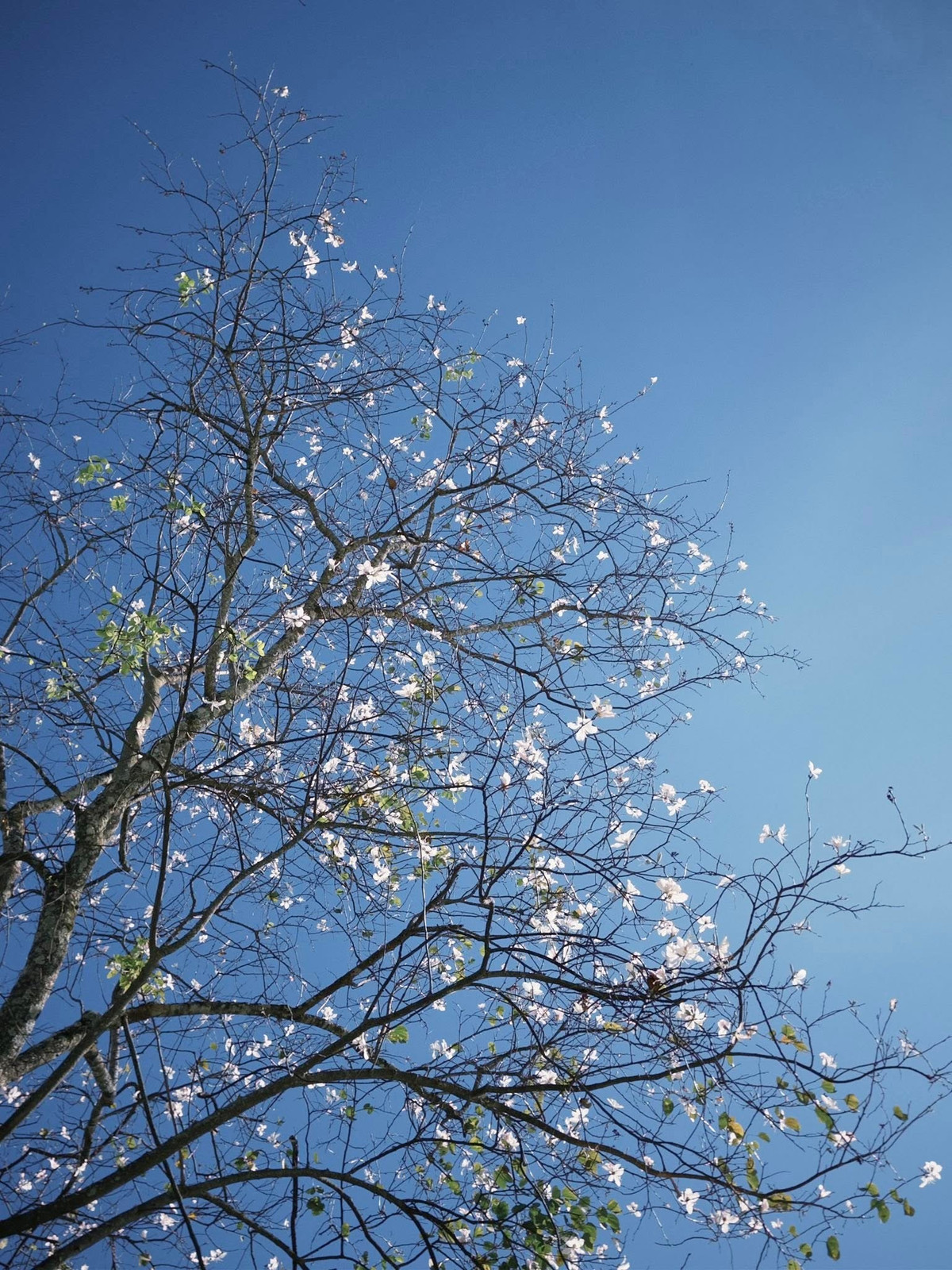 Từ cuối tháng 12, những cây hoa ban tại Đà Lạt bắt đầu hé nụ. Mùa hoa kéo dài đến khoảng tháng 5 năm sau, nhưng thời điểm hoa nở rộ và đẹp nhất thường rơi vào khoảng tháng 1 đến tháng 3 – khi tiết trời se lạnh, nắng nhẹ, sương sớm còn vương trên những tán cây cao. Ảnh Phan Trần