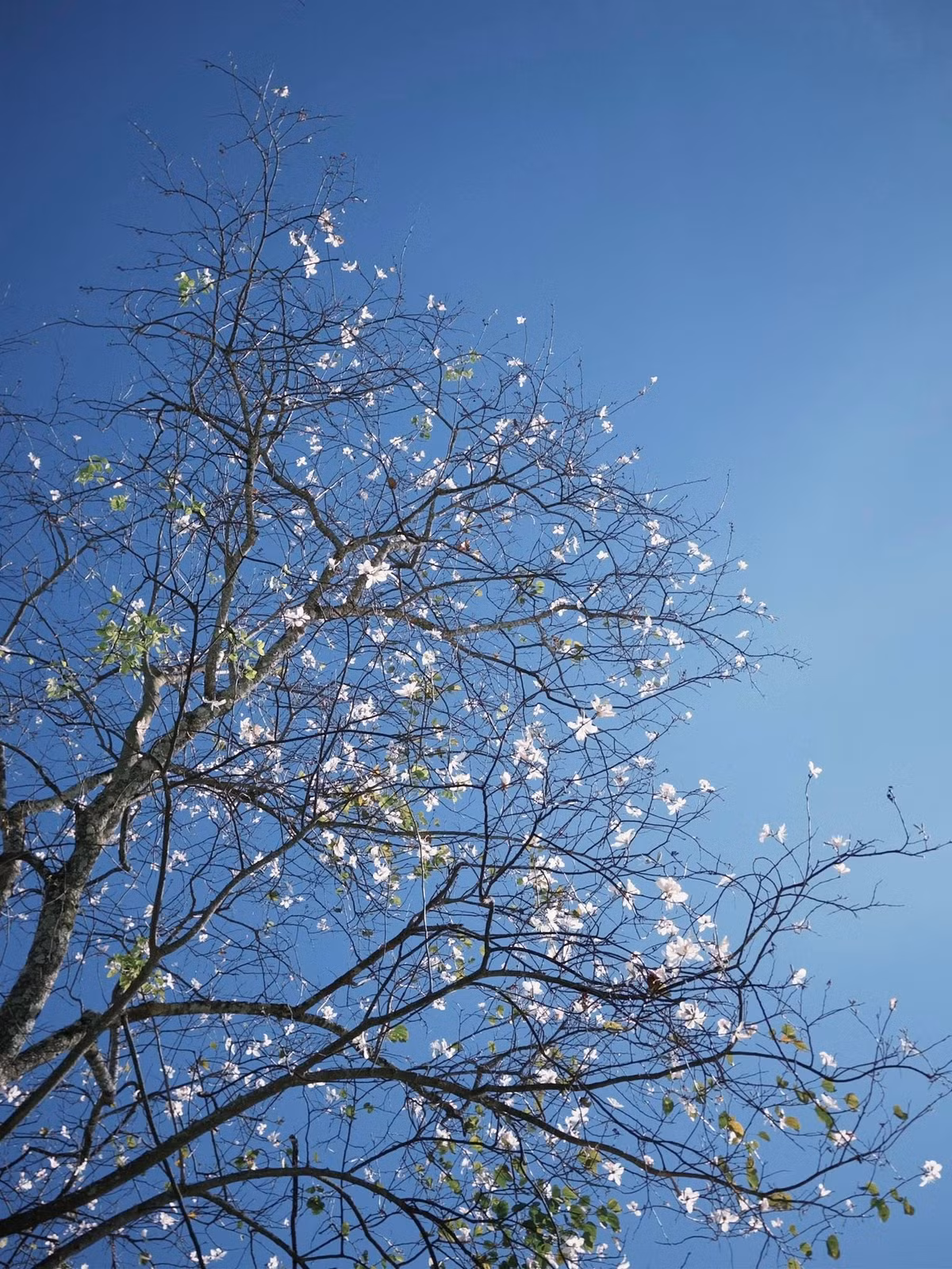 Từ cuối tháng 12, những cây hoa ban tại Đà Lạt bắt đầu hé nụ. Mùa hoa kéo dài đến khoảng tháng 5 năm sau, nhưng thời điểm hoa nở rộ và đẹp nhất thường rơi vào khoảng tháng 1 đến tháng 3 – khi tiết trời se lạnh, nắng nhẹ, sương sớm còn vương trên những tán cây cao. Ảnh Phan Trần