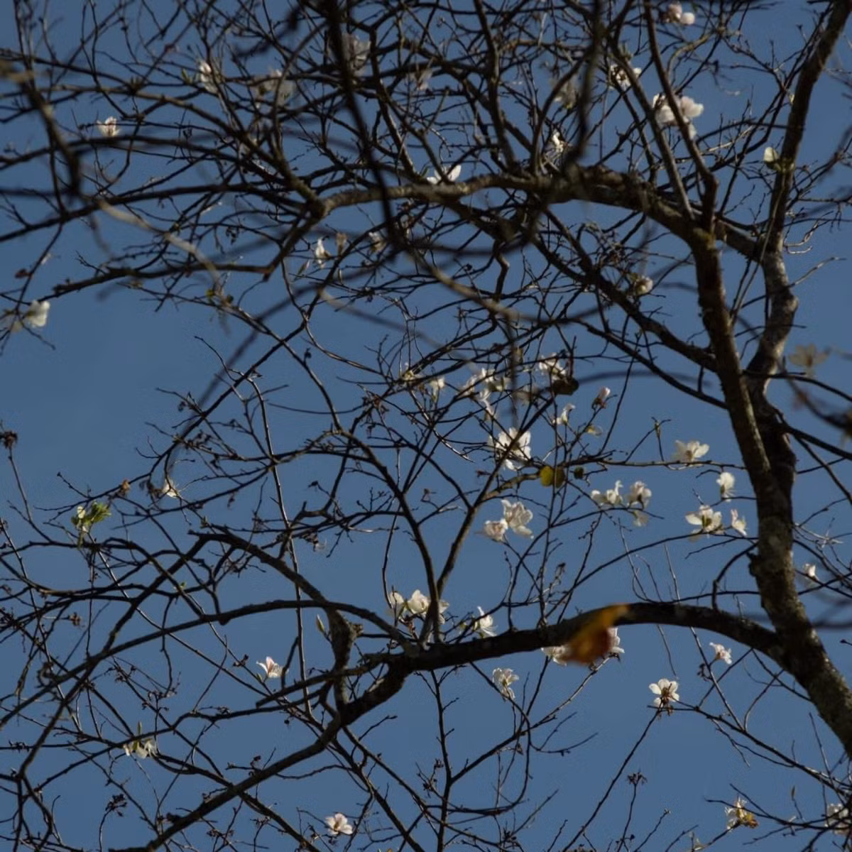 Ngoài ra, tuyến Quang Trung – Ga Đà Lạt – ngã tư Phan Chu Trinh cũng là gợi ý đáng để dừng chân. Trong không gian trầm mặc của nhà ga cổ, sắc hoa ban trắng nổi bật trên nền kiến trúc xưa cũ, mang đến những góc nhìn rất “Đà Lạt”, vừa hoài niệm vừa nên thơ. Ảnh Đàng Thiện Thanh Tài