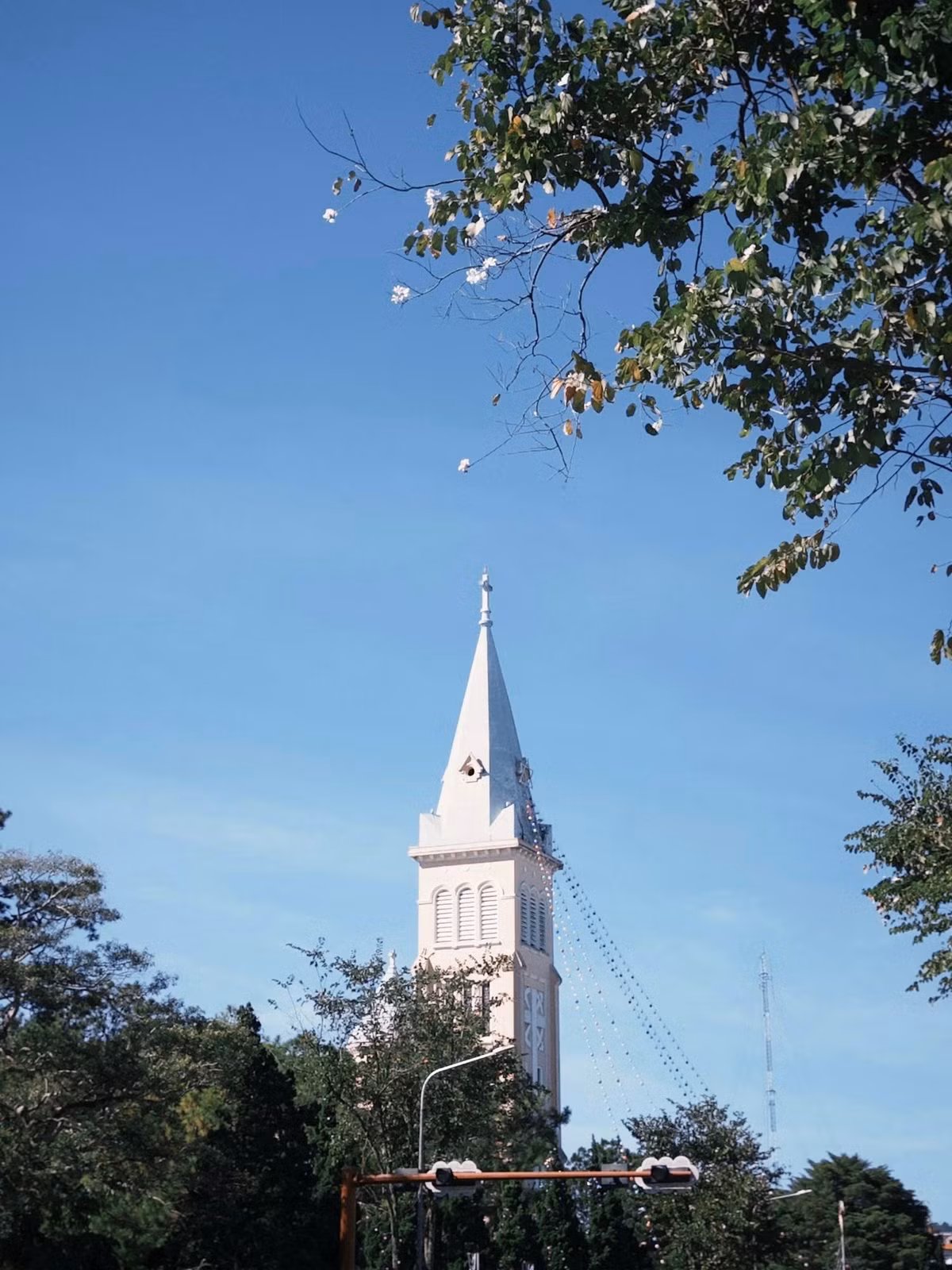 Hoa ban trắng Đà Lạt là cây gỗ, chiều cao trung bình từ 10 đến 12m. Hoa thường mọc thành chùm ở đầu cành, cánh mỏng, màu trắng tinh khiết, đôi khi phảng phất sắc tím nhạt nơi nhụy. Hương hoa không nồng, chỉ thoang thoảng trong gió, đủ để người đi đường cảm nhận được sự dịu dàng rất riêng của loài hoa này. Ảnh Phan Trần