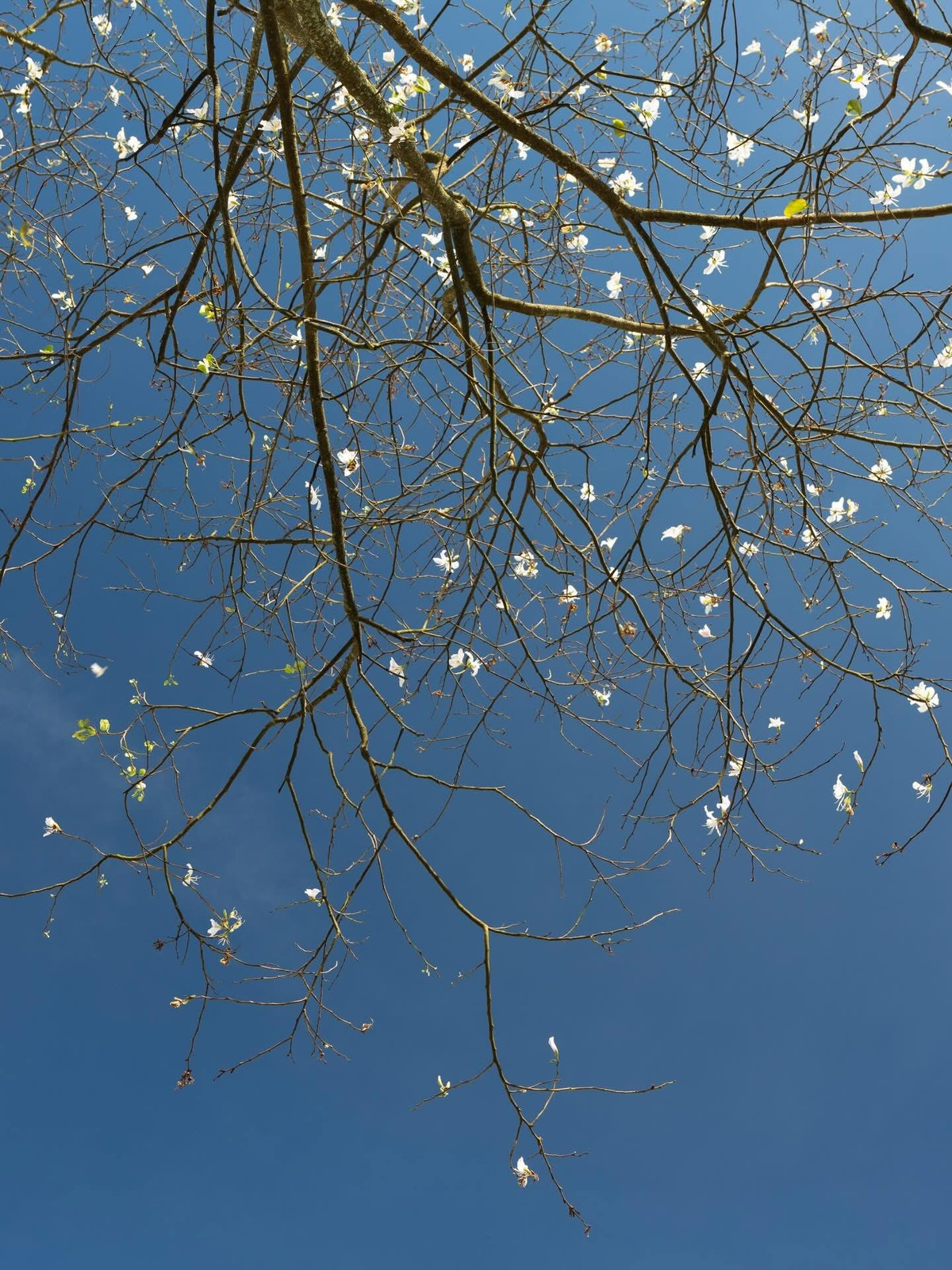 Gần 20 năm trôi qua, những hàng hoa ban ngày nào đã vươn cao, thân cây to khỏe, tán rộng. Có cây cao gần bằng mái nhà, mỗi mùa hoa nở lại phủ trắng cả góc phố, tạo nên khung cảnh vừa lạ vừa quen giữa lòng đô thị cao nguyên. Ảnh Đàng Thiện Thanh Tài