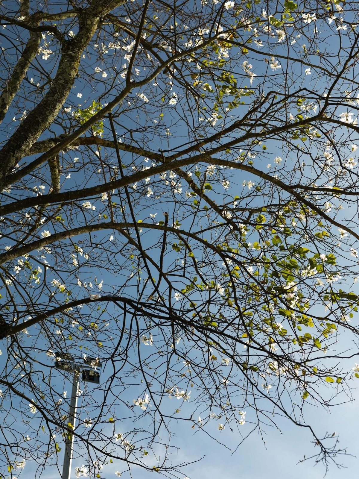 Tại Đà Lạt, hoa ban không phải cây bản địa mà được đưa về trồng từ năm 2007. Ảnh Đàng Thiện Thanh Tài