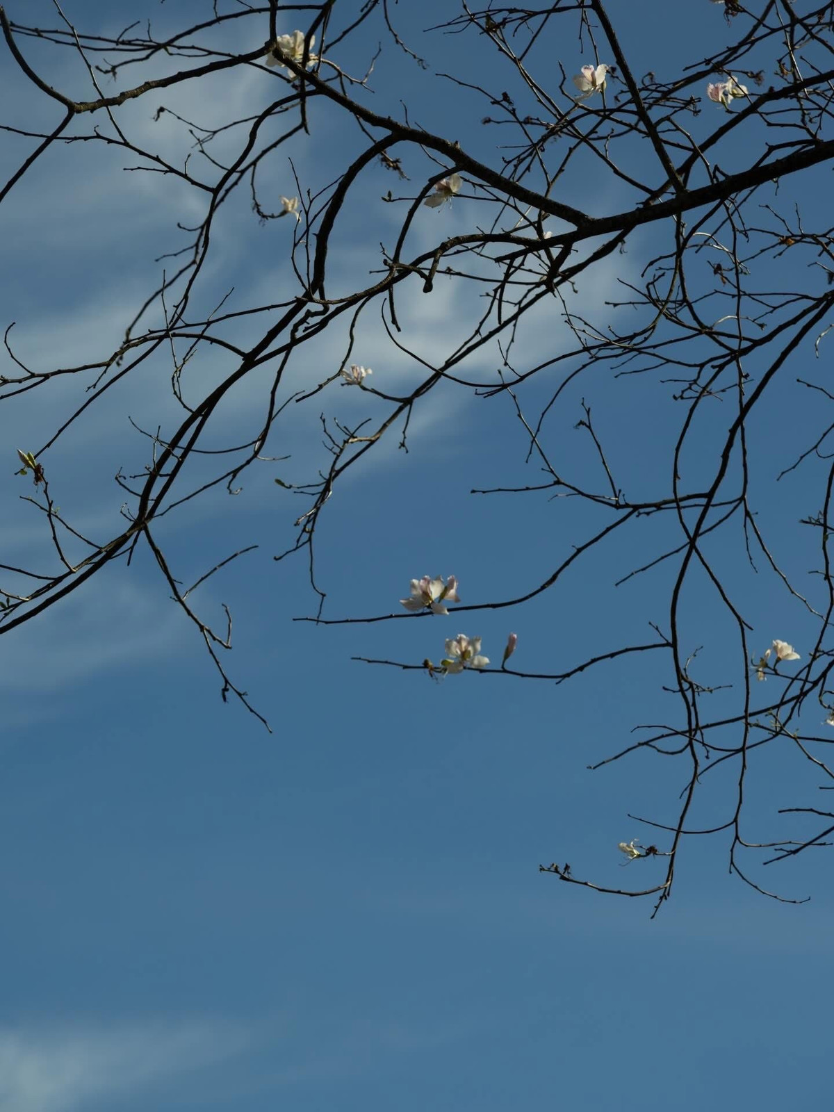 Hoa ban vốn là loài hoa gắn liền với núi rừng Tây Bắc, mang đậm dấu ấn văn hóa của vùng cao. Loài hoa này có tên khoa học là Bauhinia variegata, thuộc họ đậu, có nguồn gốc từ khu vực Đông Nam Á. Ảnh Đàng Thiện Thanh Tài