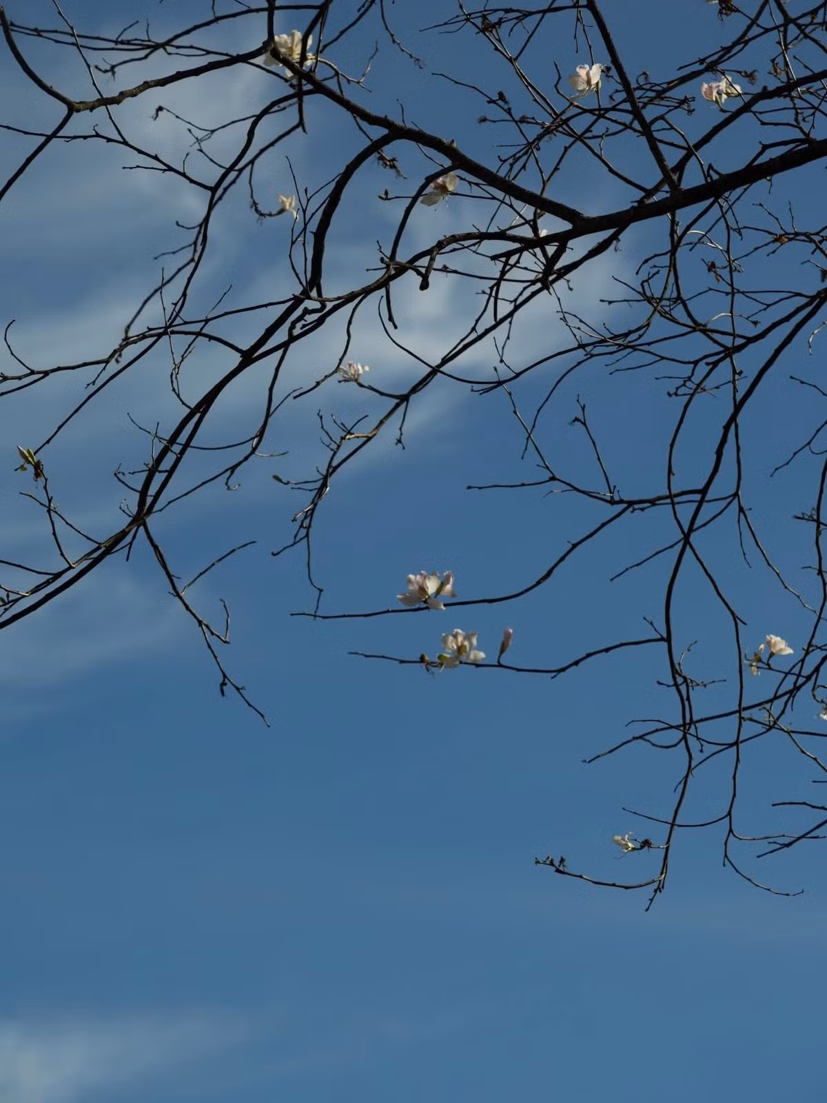 Hoa ban vốn là loài hoa gắn liền với núi rừng Tây Bắc, mang đậm dấu ấn văn hóa của vùng cao. Loài hoa này có tên khoa học là Bauhinia variegata, thuộc họ đậu, có nguồn gốc từ khu vực Đông Nam Á. Ảnh Đàng Thiện Thanh Tài